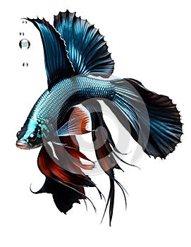 amazing deep azur color Betta fish with long tail and fins posing against white background. close up. Digital artwork. Ai