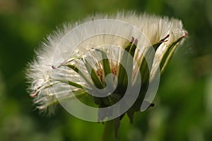 The amazing details of a dandelion flower in a macro photo Taraxacum officinale
