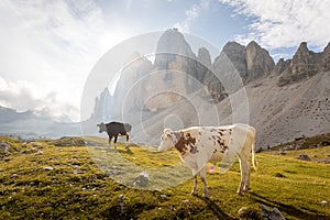 Amazing Dolomites, Tre Cime di Lavaredo and Alpine cows during morning sun