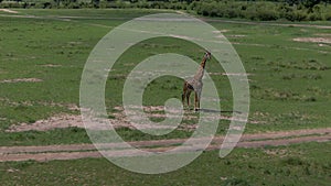 Amazing drone shot of giraffe in african savannah