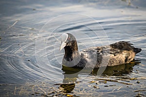 Amazing duck in lake or river.