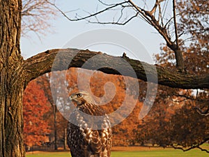 Amazing eagle in NY. photo