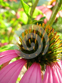 Amazing Echinacea the healer