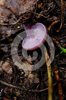 Amazing edible mushroom Lepista nuda commonly known as wood blewit in autumn forest. Ukraine, Europe.