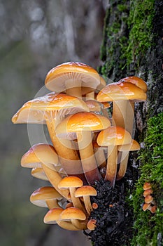 Amazing edible mushrooms known as Enokitake