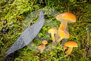 Amazing edible mushrooms known as Enokitake