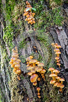 Amazing edible mushrooms known as Enokitake