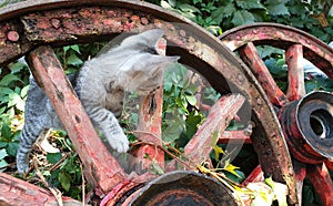 Amazing engineering: 19th century wheels perfectly balanced stand upright although the wheel hubs have different geometries