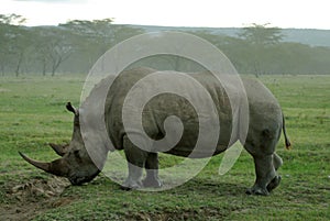 Amazing exemplar of white rhinoceros eating grass photo