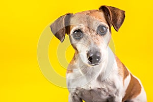 Amazing expressive eyes dog`s portrait on yellow background