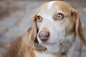 The amazing eyes of a beagle photo