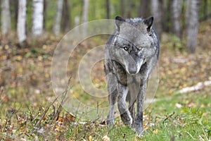 Amazing eyes of a black timber wolf