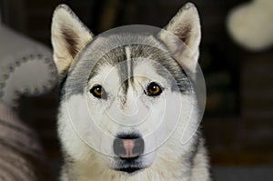 Amazing eyes husky dog