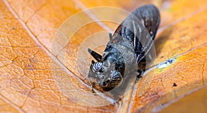 amazing eyes of insect and body details on orange drop leaf in autumn seasons