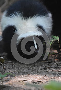 Amazing Face of a Black and White Skunk