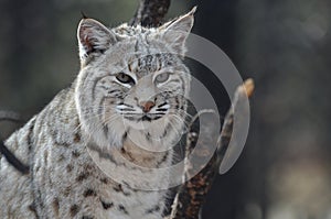 Amazing Lynx Bobcat