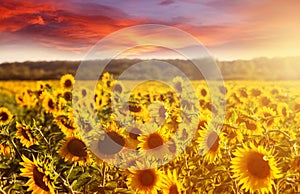 Amazing fairy sundown on sunflower field with sunflowers on foreground. Scenic view on sunflowers with golden sunlight in sundown