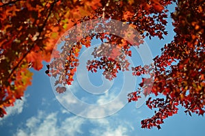 Amazing fall red and orange colors in New England