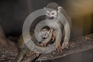 Amazing family of squirrel monkeys with a baby on tree.