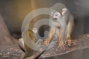 Amazing family of squirrel monkeys with a baby on tree.