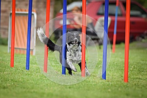 Amazing fast border collie in agility slalom