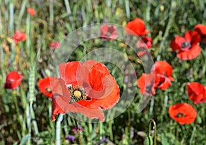 Amazing fields with poppies in the vastness of Morocco