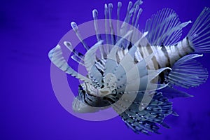 Invasive lionfish