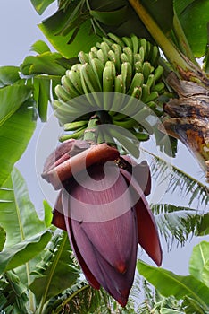 Amazing Flowering Banana Plant