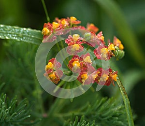 Amazing flowers in the nature2