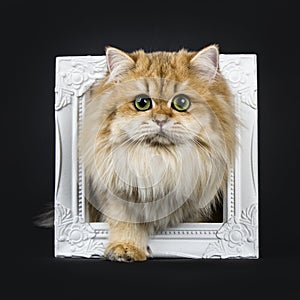 Amazing fluffy British Longhair cat kitten, Isolated on black background.