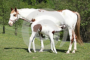 Amazing foal with mare on pasturage