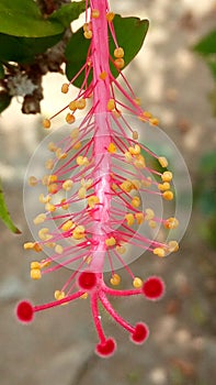 Hibicus flower tip photo