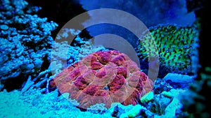Colorful Open brain sp. LPS coral in reef aquarium tank photo
