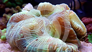 Colorful Open brain sp. LPS coral in reef aquarium tank photo