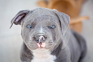 Amazing focused Staffordshire bull terrier puppy blue and white