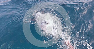 Amazing footage of Great white shark biting some bait on water surface, Slow mo