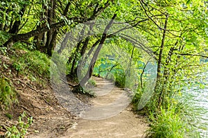 Amazing Footpath through the Green Trees by the Lake in Plitvice Lakes National Park in Croatia. Natural Environment in the Forest