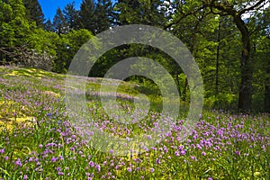 Amazing Forest Glade with pink and lilac wildflowers