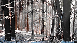 Amazing forest landscape with sunbeams in winter season