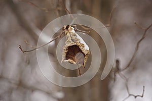 Amazing forms of dried leaves in anticipation of spring