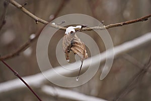 Amazing forms of dried leaves in anticipation of spring