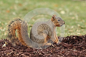 Amazing fox squirrel, Sciurus niger, sitting in tree cortex. Squirrel hiding piece of food in peat. Urban wildlife.