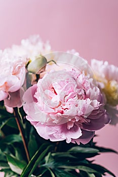 Amazing Fresh bunch of white and pink peonies