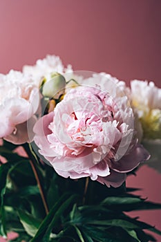 Amazing Fresh bunch of white and pink peonies