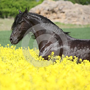 Amazing friesian horse running in colza field