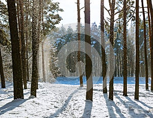 Amazing frosty winter landscape in snowy forest. Artistic picture. Beauty world.