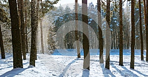 Amazing frosty winter landscape in snowy forest. Artistic picture. Beauty world.