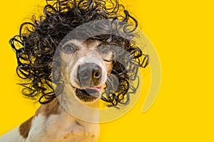 Amazing funny dog portrait in frizzle black hairstyle wig. Cool cocky cheeky impudent face. LIcking pet. Yellow photo