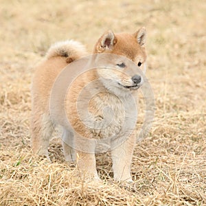 Amazing funny Shiba inu puppy