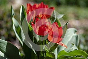 Amazing garden field with tulips of various bright rainbow color petals, beautiful bouquet of small red Tulipa praestans